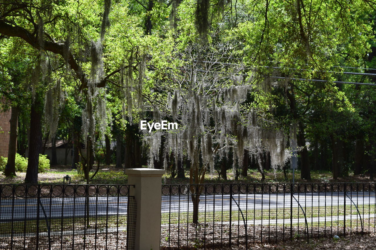 Trees with spanish moss growing by road