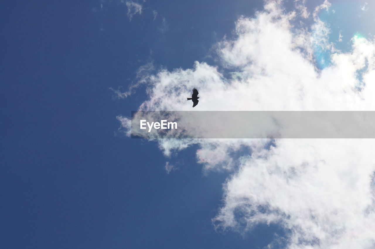 LOW ANGLE VIEW OF BIRD IN FLIGHT AGAINST SKY