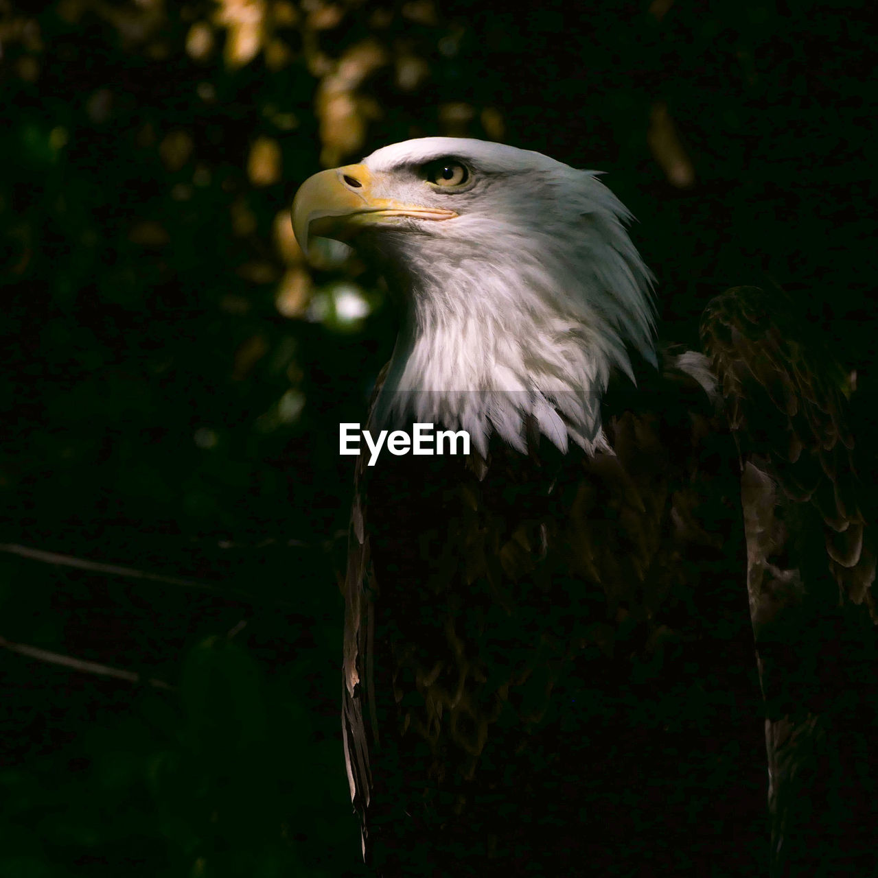 Bald eagle perching on a tree