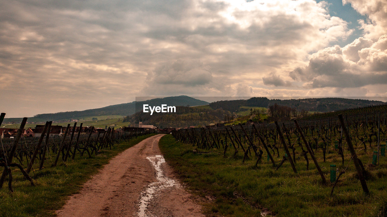 agriculture, landscape, sky, environment, field, rural area, cloud, land, vineyard, nature, rural scene, hill, scenics - nature, plant, food and drink, morning, crop, soil, food, in a row, no people, farm, beauty in nature, tree, wine, outdoors, road, alcohol, drink, sun, vine, fruit, grape, horizon, travel, refreshment, winemaking, tranquility, transportation, grass