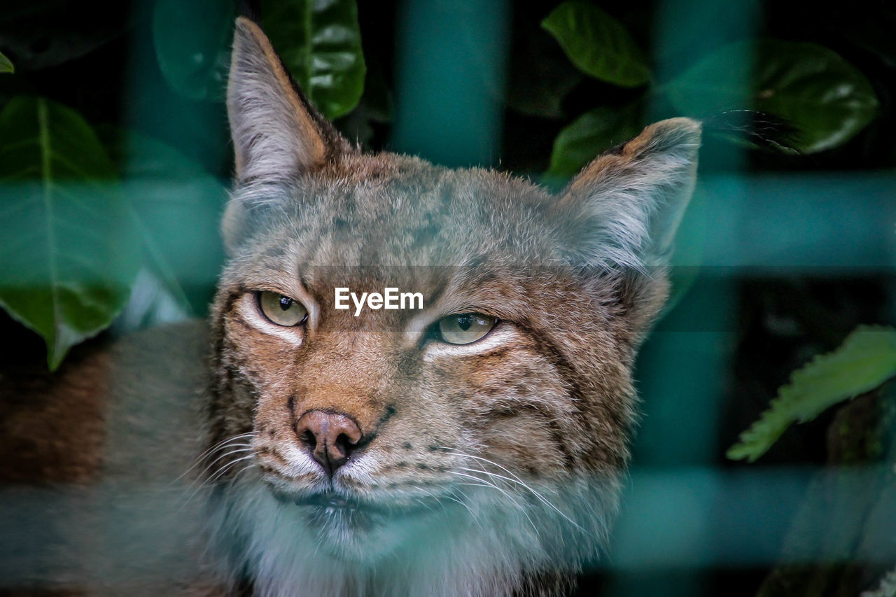 CLOSE-UP PORTRAIT OF CAT