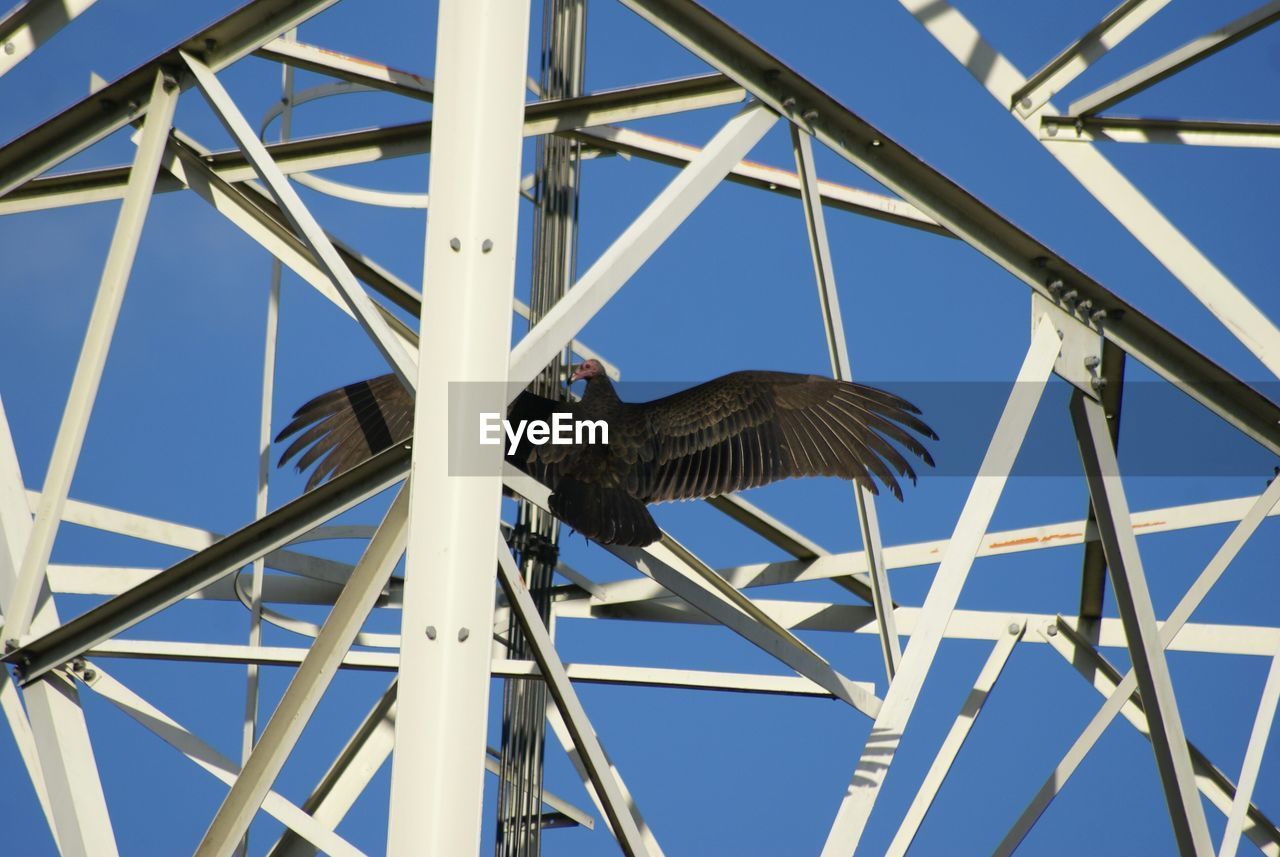 Close-up of bird in metallic grid against blue sky
