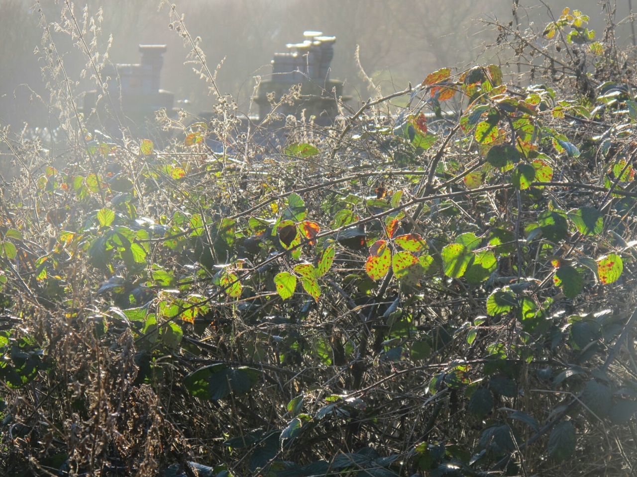 CLOSE-UP OF PLANTS