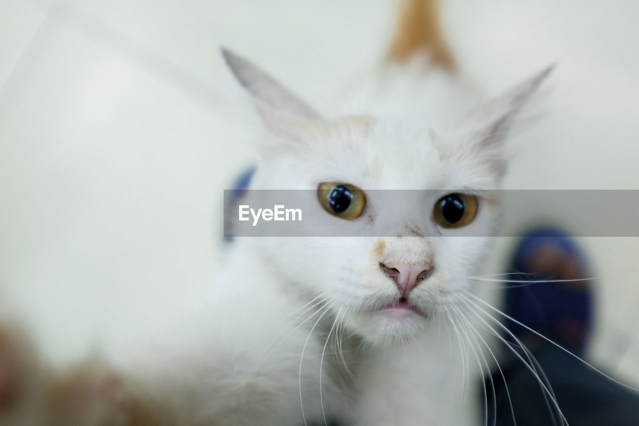 Close-up portrait of white cat