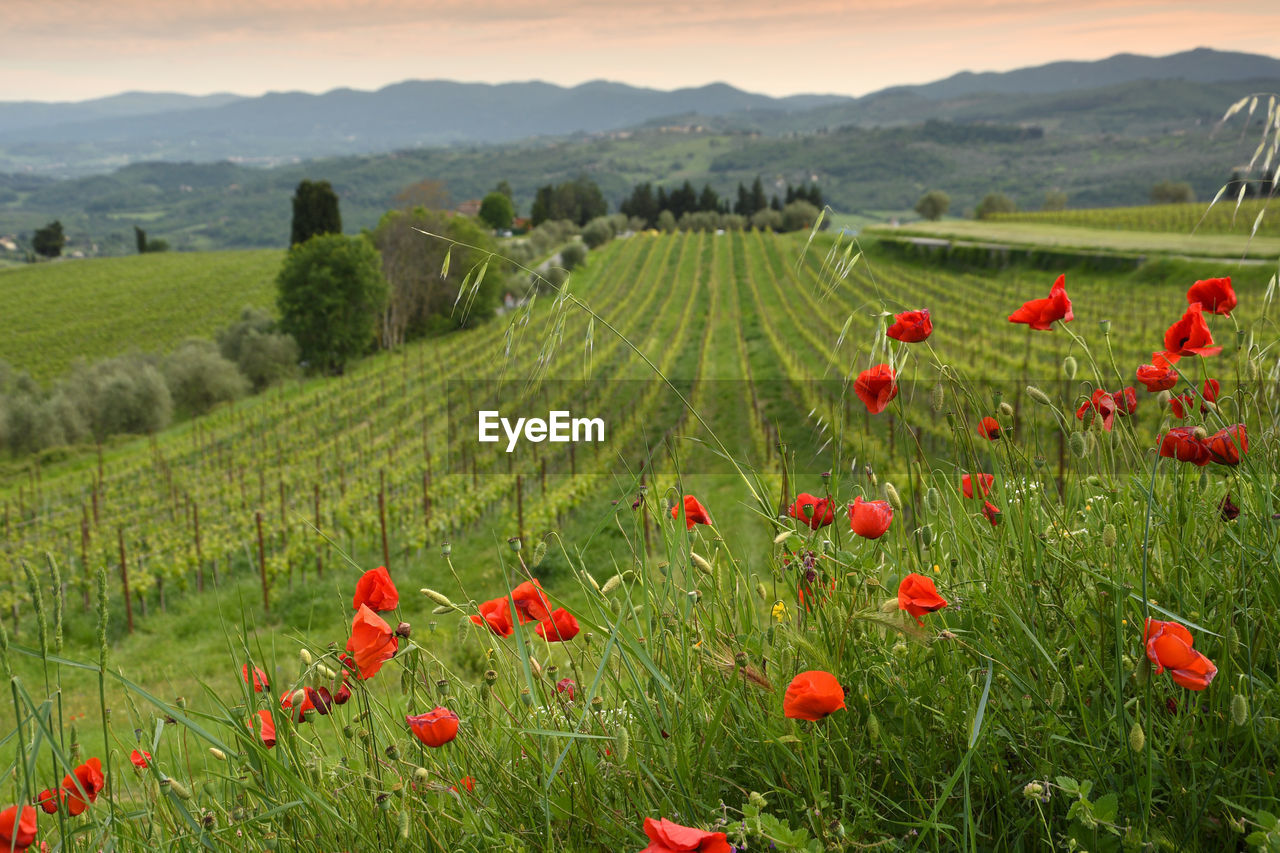 RED POPPIES ON FIELD