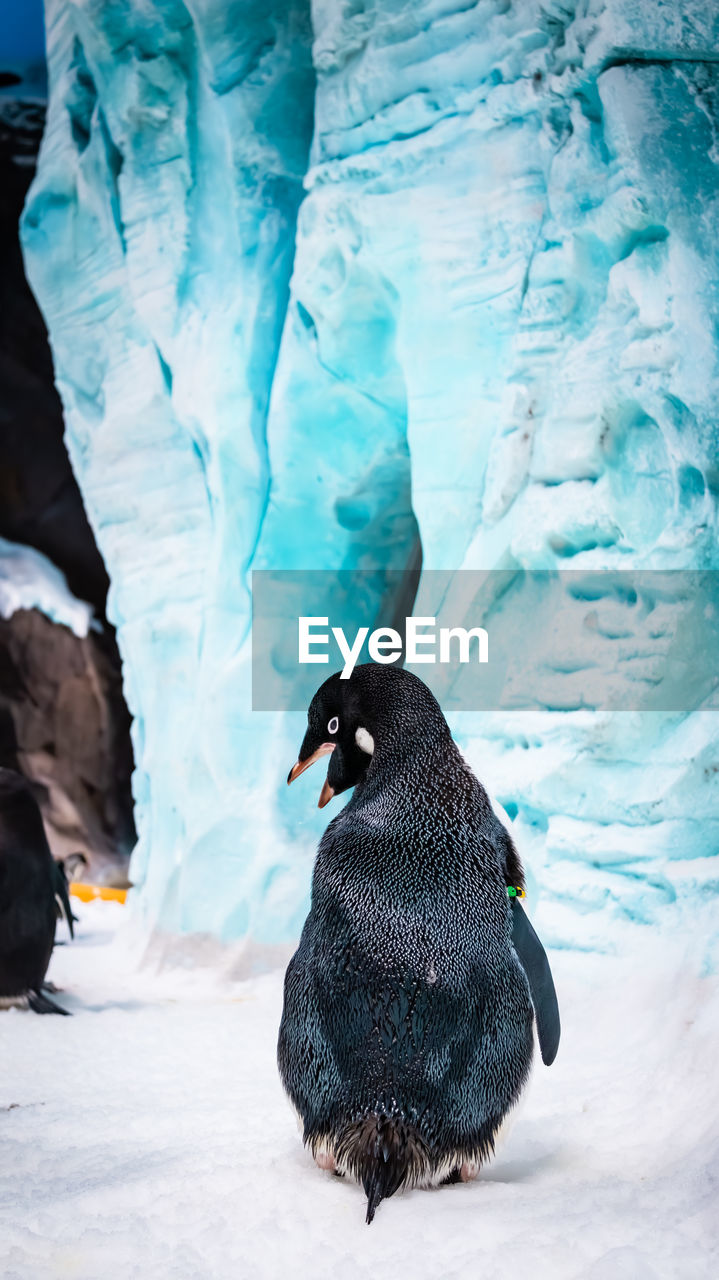 close-up of bird perching on snow covered landscape