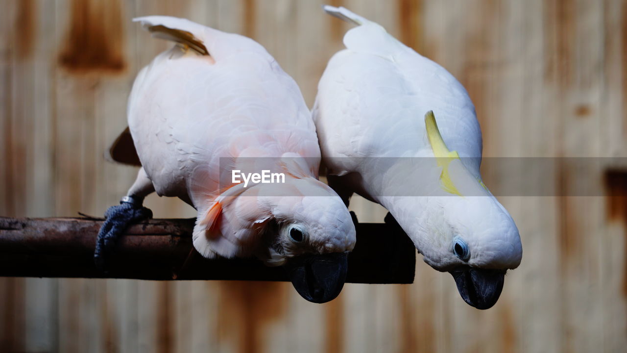 Close-up of birds perching on wood