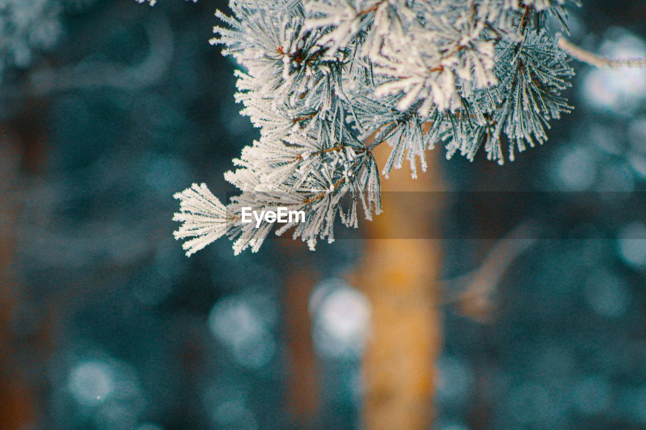 Close-up of frozen tree branch during winter