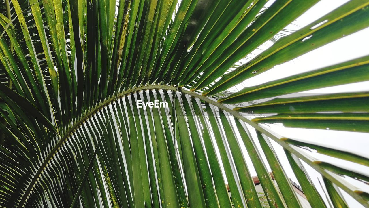 Full frame shot of palm tree leaves