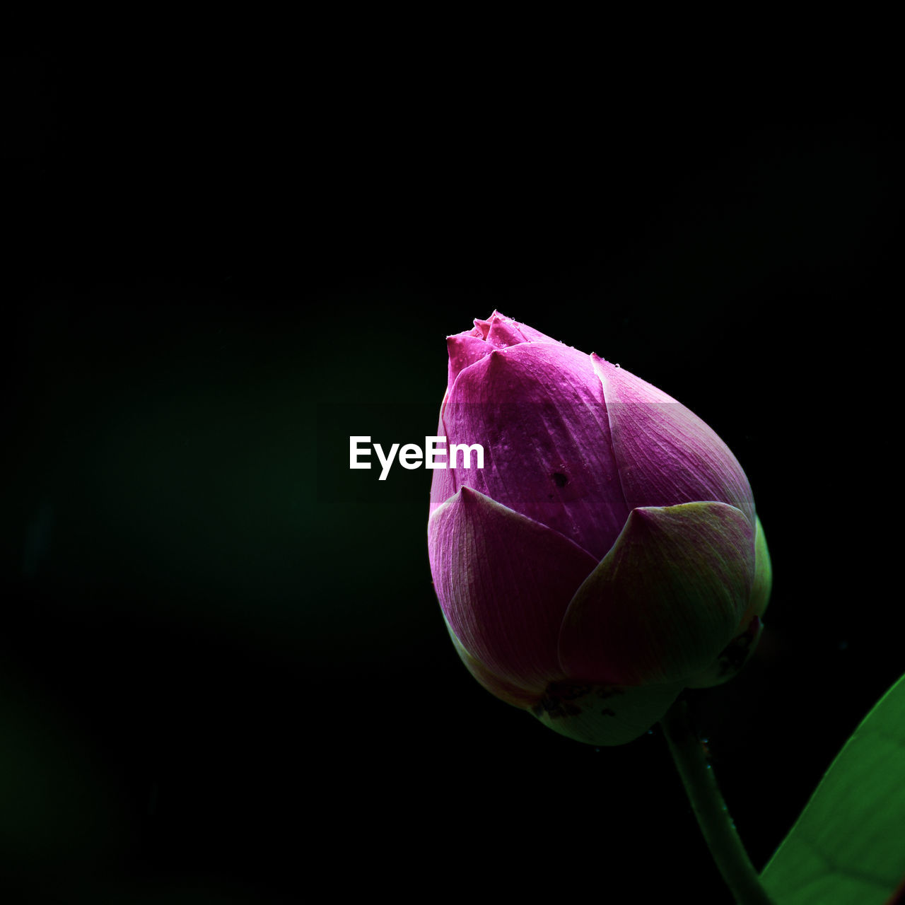 Close-up of pink flower bud against black background