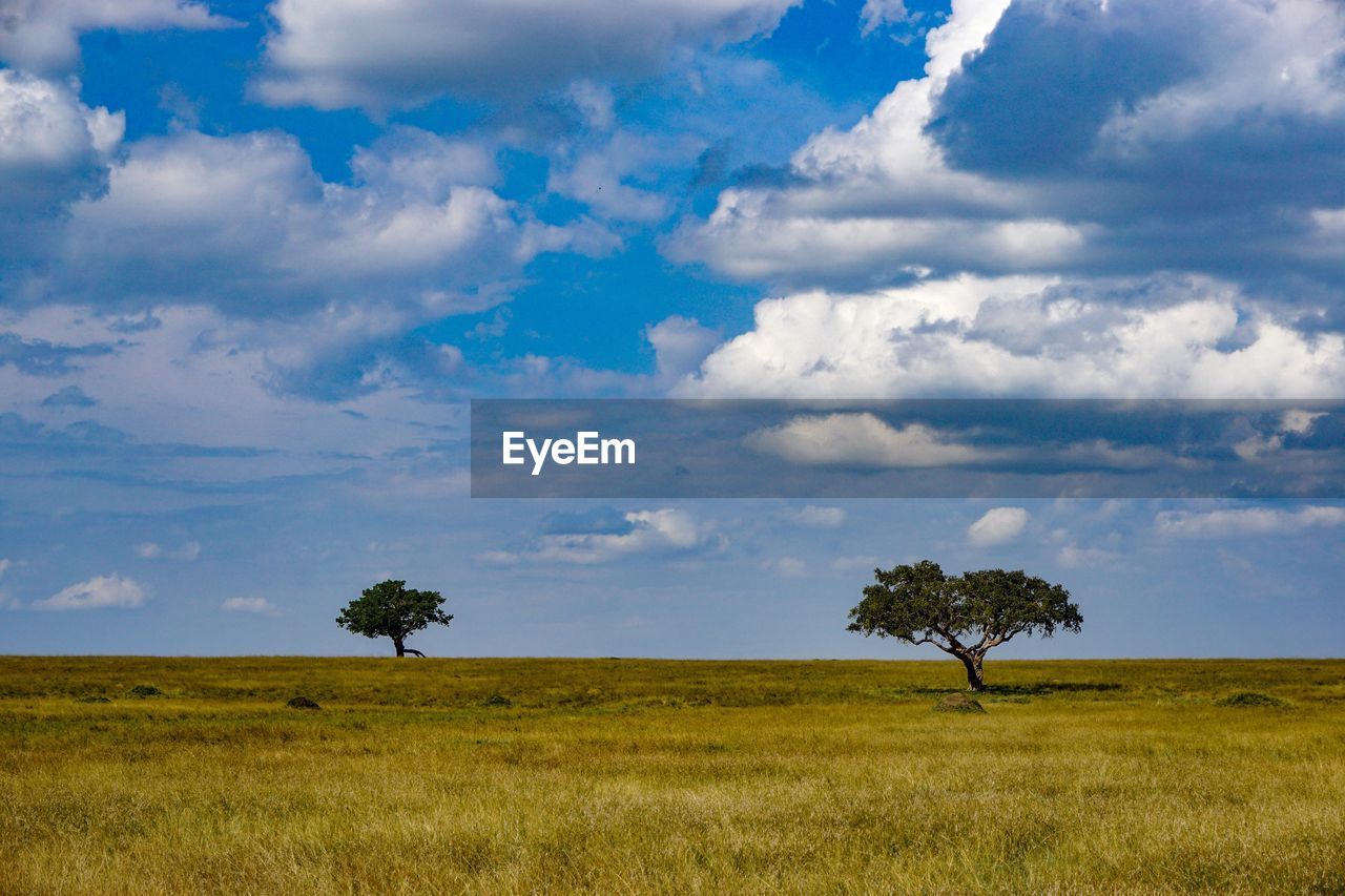 Trees on field against sky