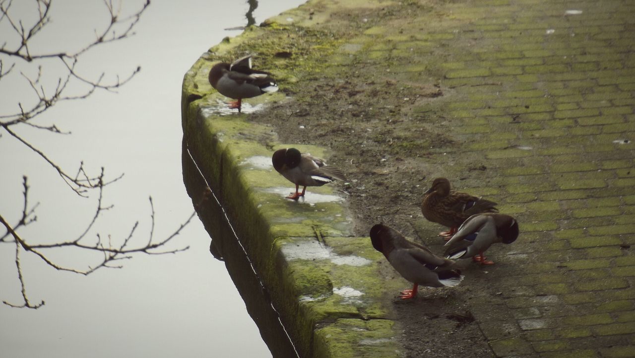 CLOSE-UP OF BIRDS IN WATER