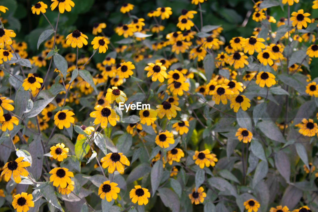 High angle view of yellow flowering plants