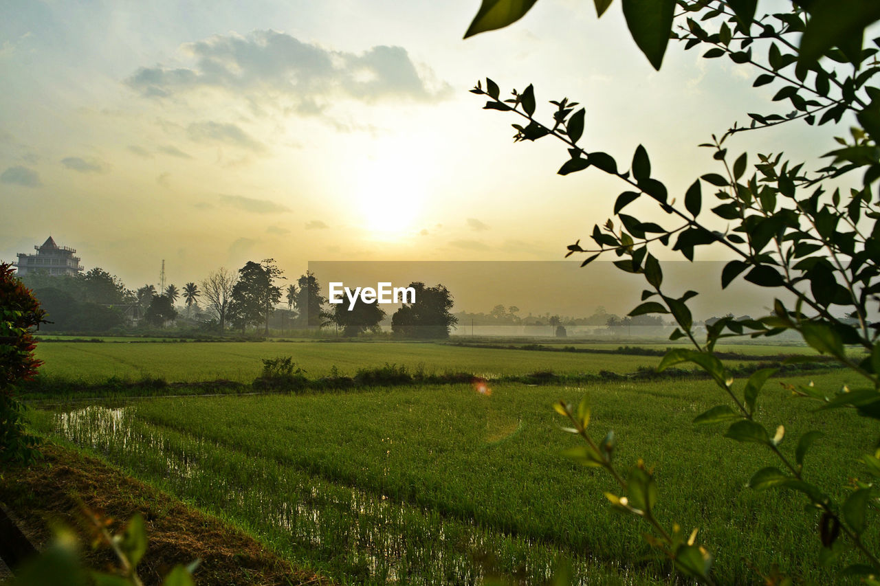 SCENIC VIEW OF FIELD AGAINST SKY AT SUNSET