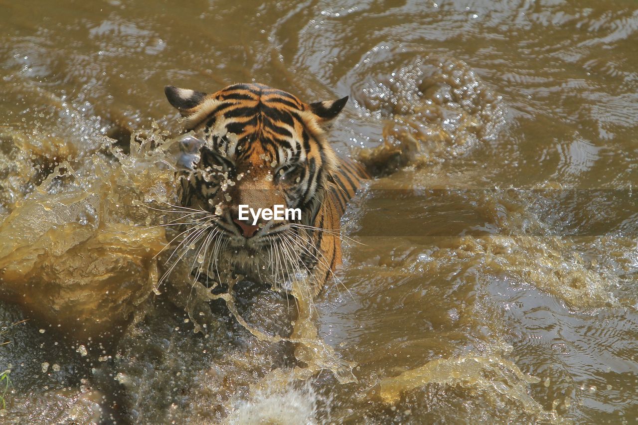 tiger, animal themes, animal, water, wildlife, animal wildlife, one animal, mammal, big cat, nature, carnivore, no people, feline, waterfront, lake, felidae, day, high angle view, cat, swimming, outdoors, motion, carnivora