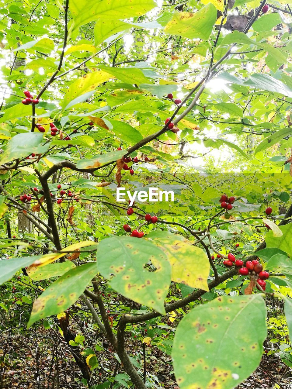 CLOSE-UP OF FRUITS AND TREE