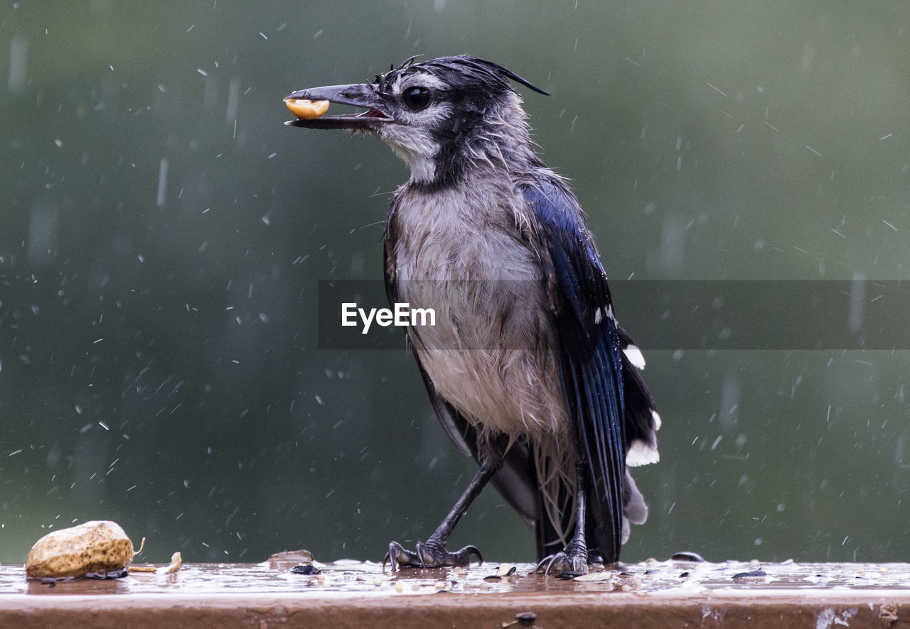 Close-up of bird eating peanut