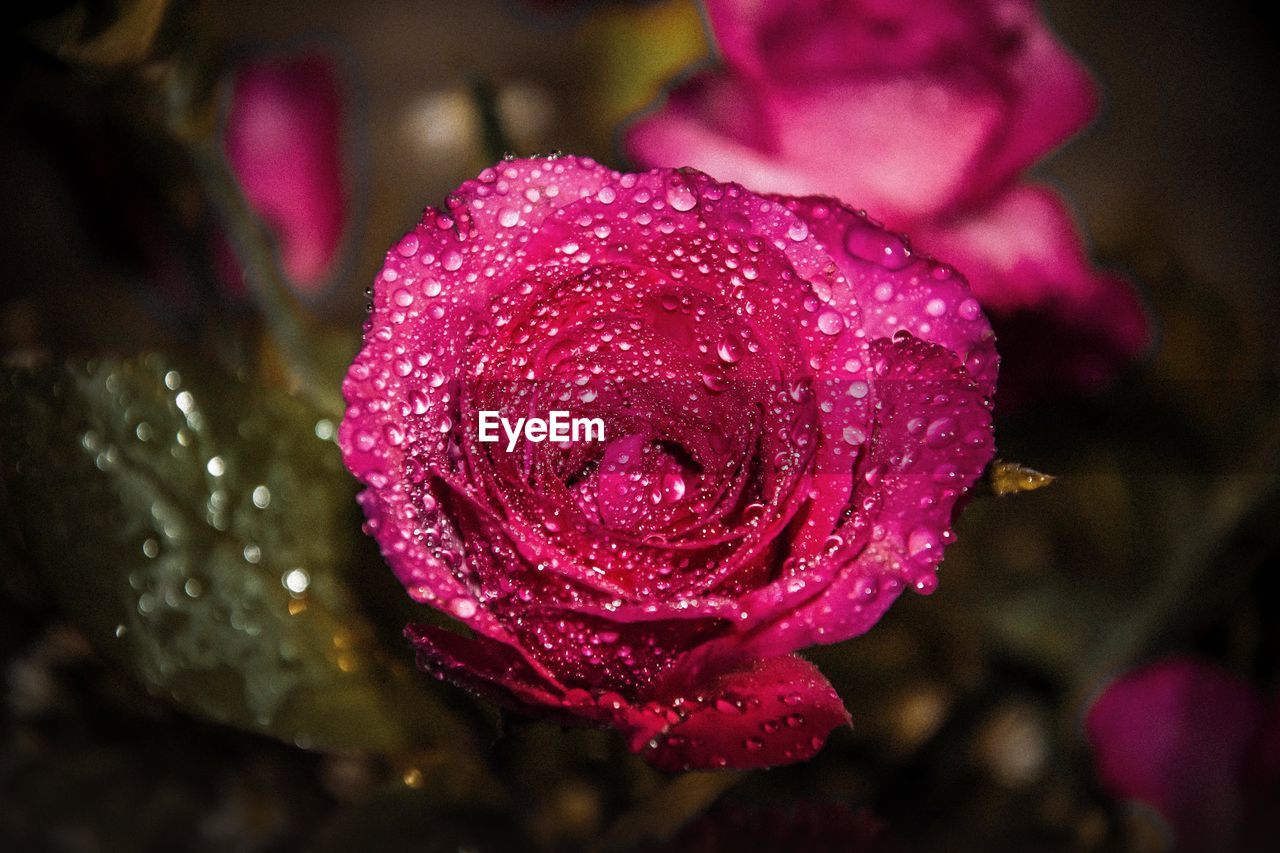 Close-up of raindrops on pink rose