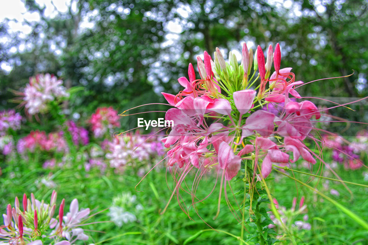 PINK FLOWERS BLOOMING OUTDOORS