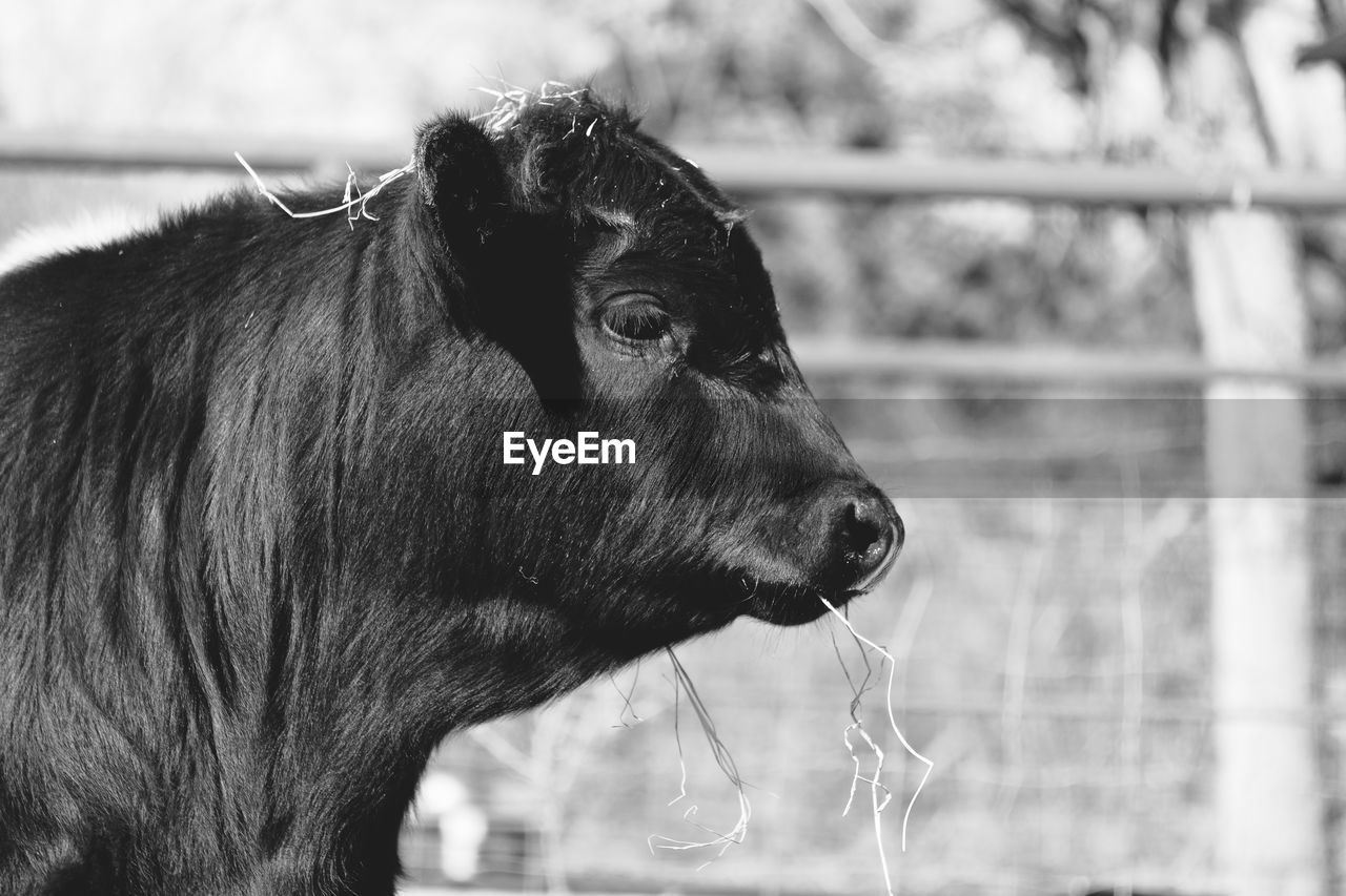 CLOSE-UP OF HORSE LOOKING AWAY