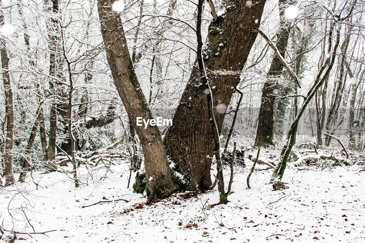 BARE TREES ON SNOW COVERED FOREST