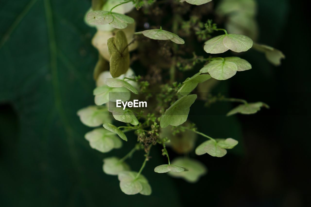Close-up of fresh green plant