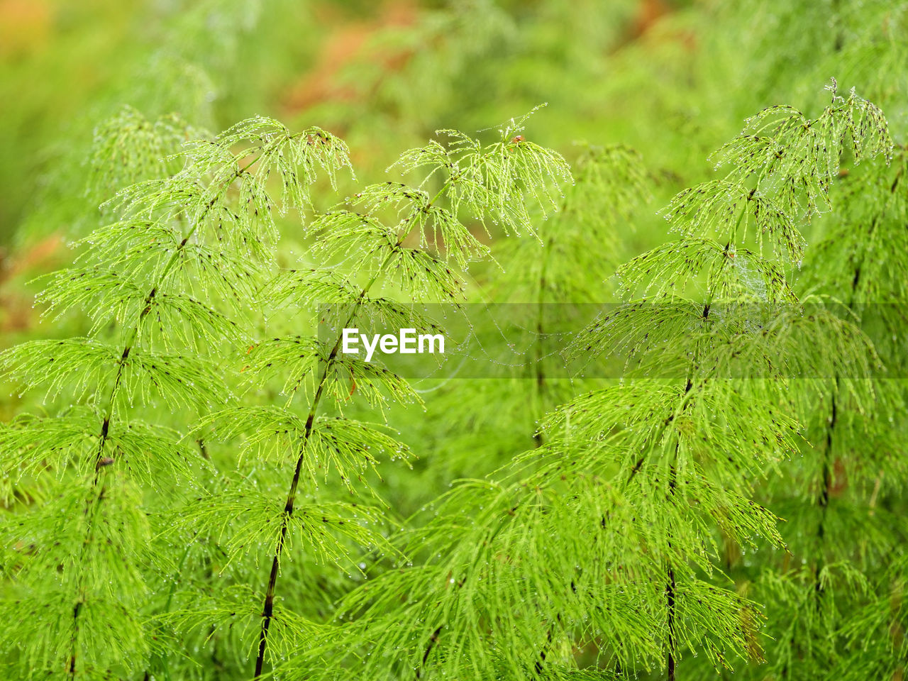 Green equisetum plants in a wetland