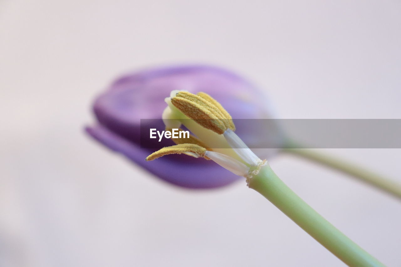 Close-up of purple flowering plant