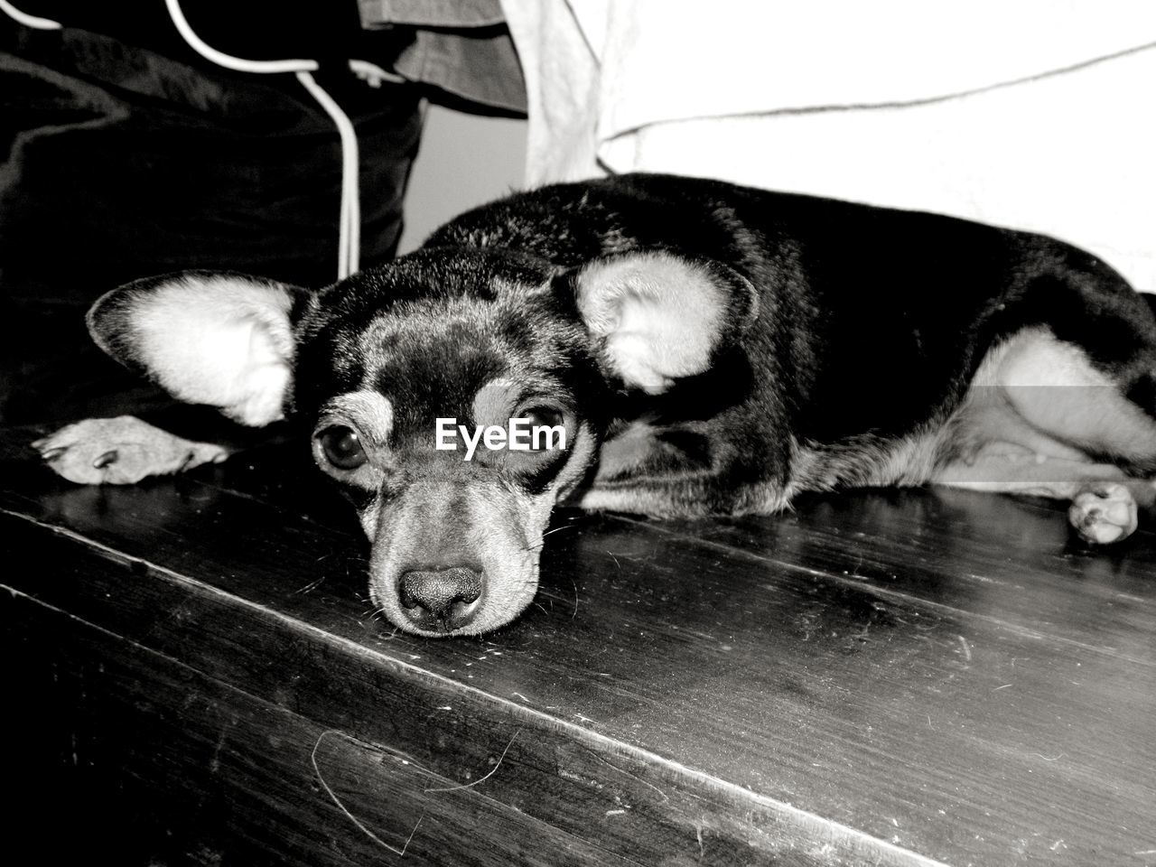 PORTRAIT OF DOG LYING ON FLOOR AT HOME