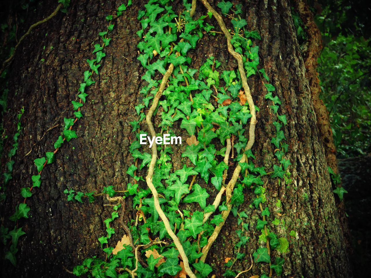 CLOSE-UP OF MOSS ON TREE TRUNK