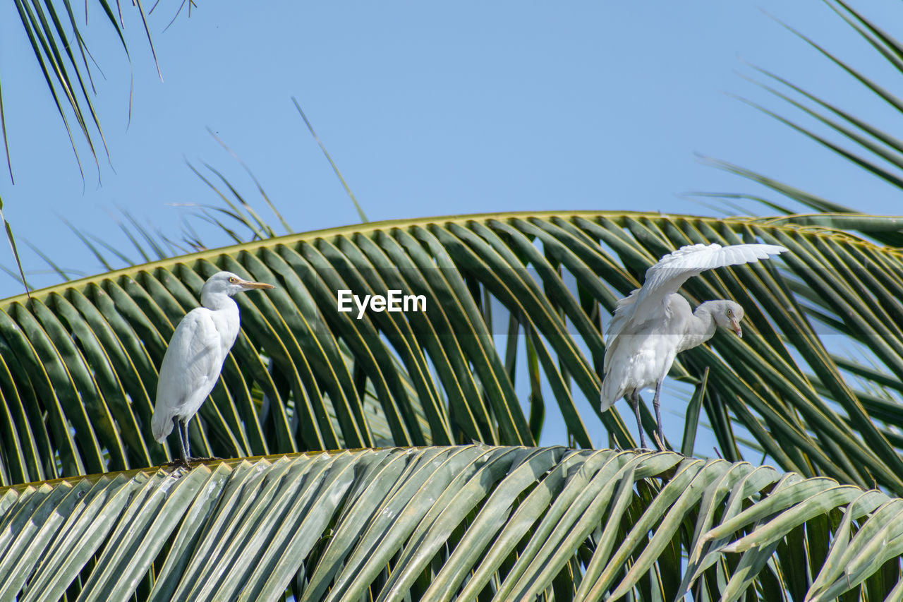 Low angle view of bird perching on palm tree against sky