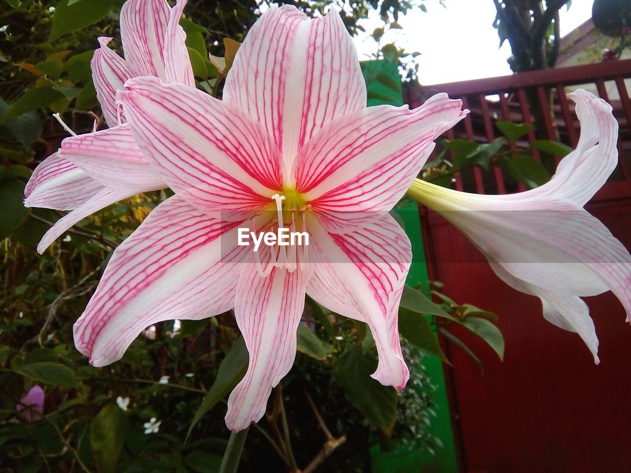 CLOSE-UP OF PINK FLOWER BLOOMING OUTDOORS