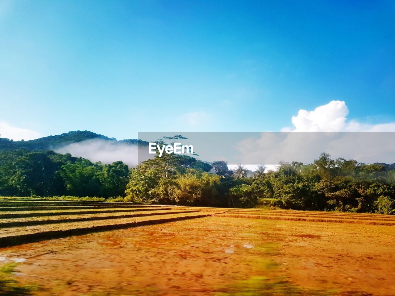 SCENIC VIEW OF FIELD BY TREES AGAINST SKY