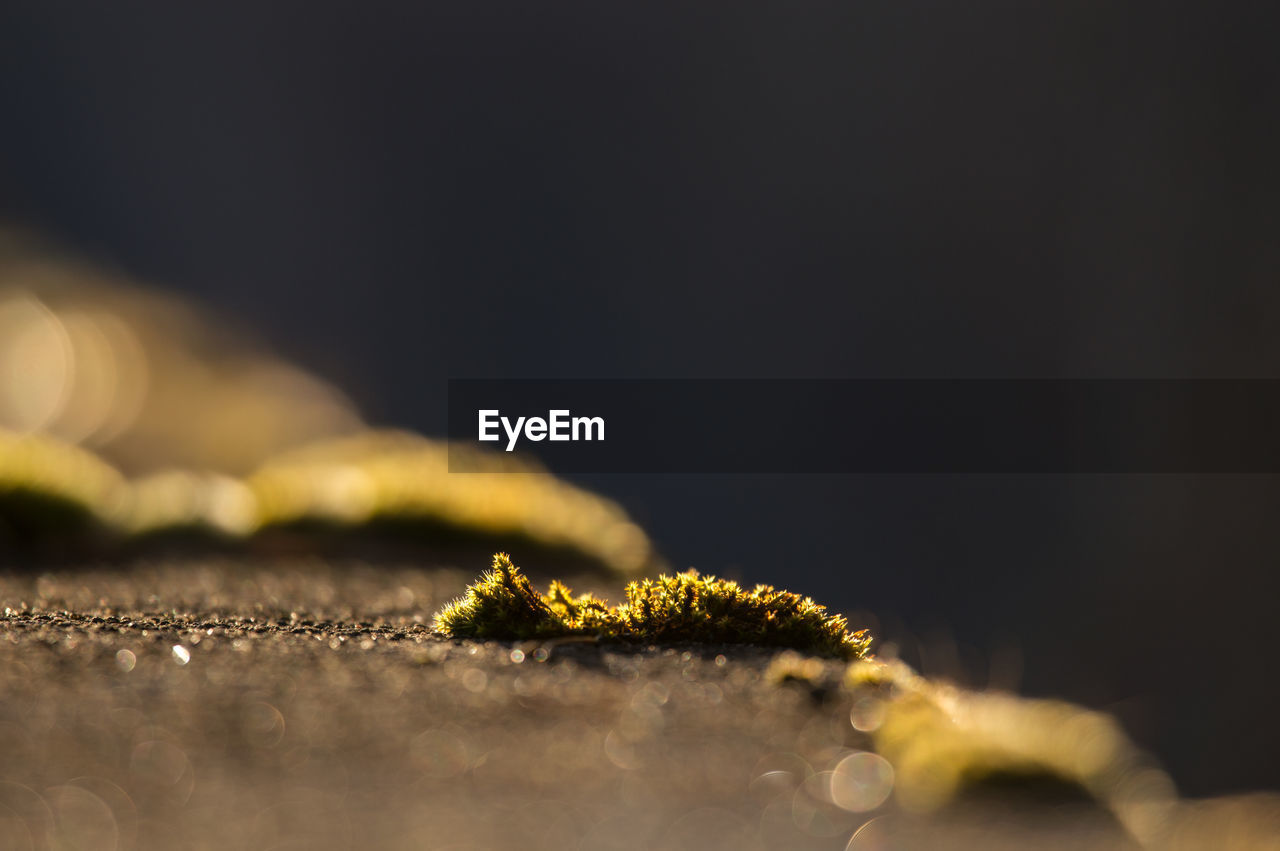 CLOSE-UP OF CATERPILLAR ON LEAF