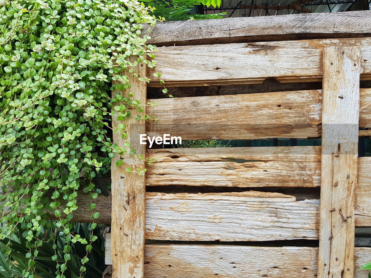 CLOSE-UP OF WOODEN FENCE WITH PLANTS