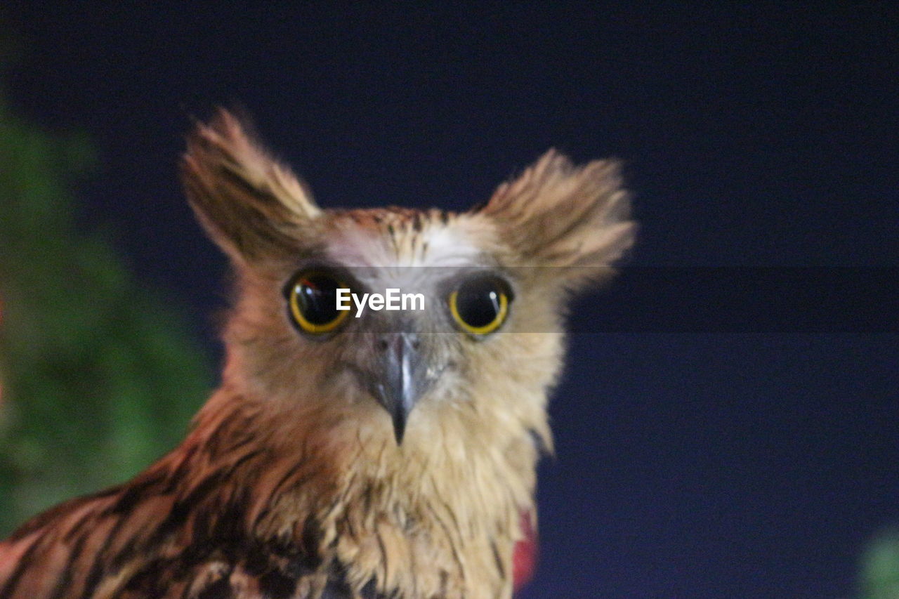 CLOSE-UP PORTRAIT OF OWL AGAINST SKY