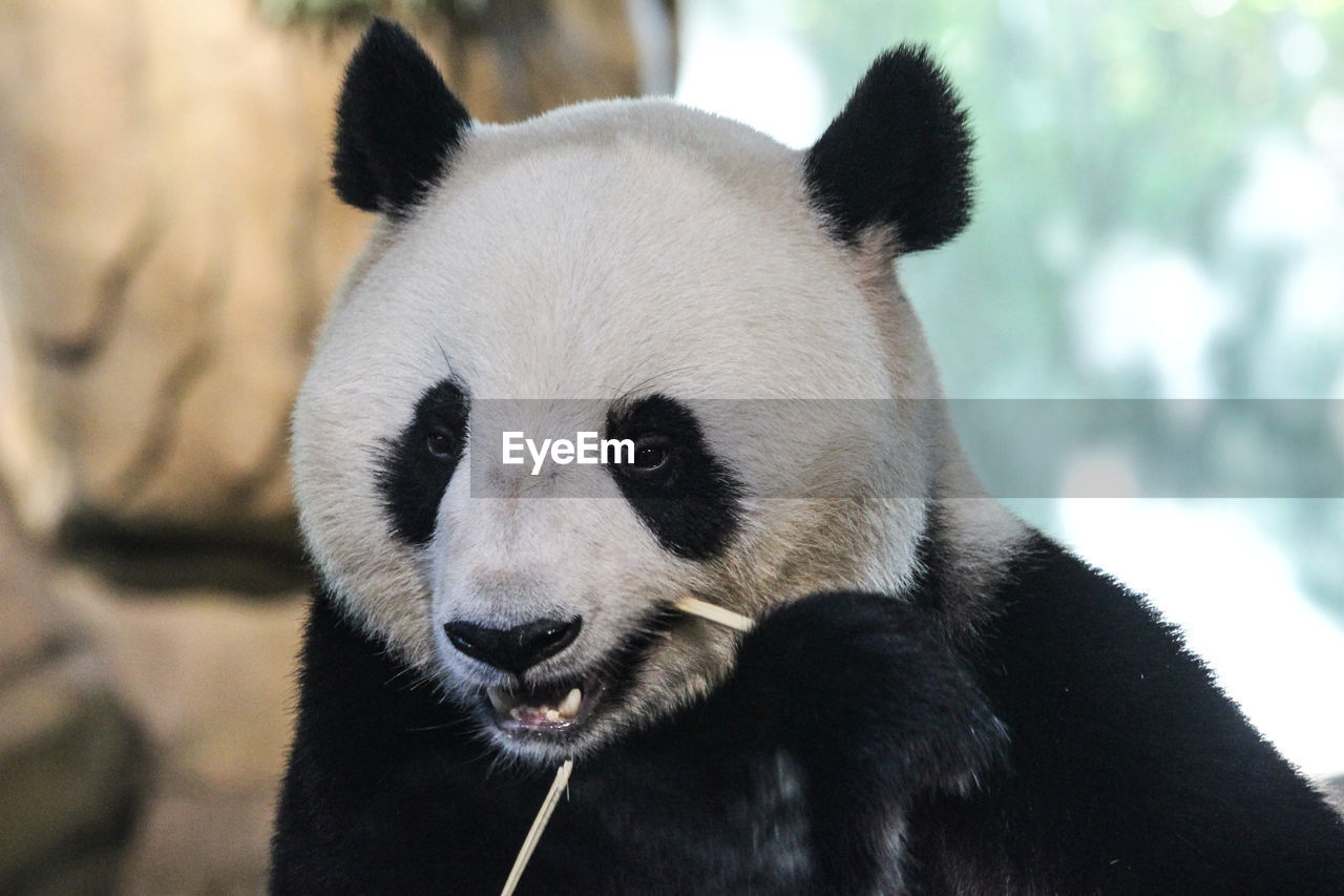 Close-up portrait of panda