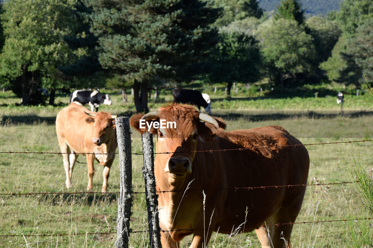 Cows in a field