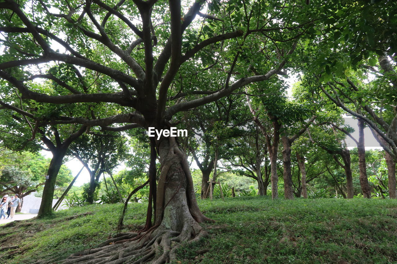 Trees in forest