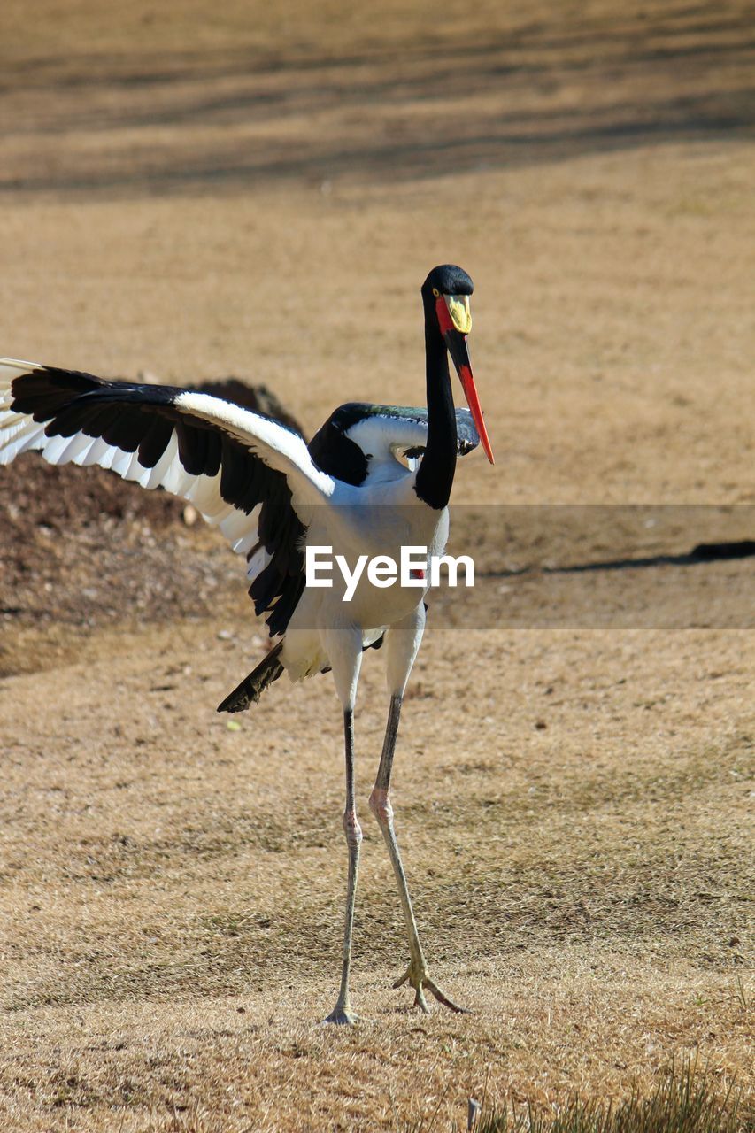 Side view of a bird flying