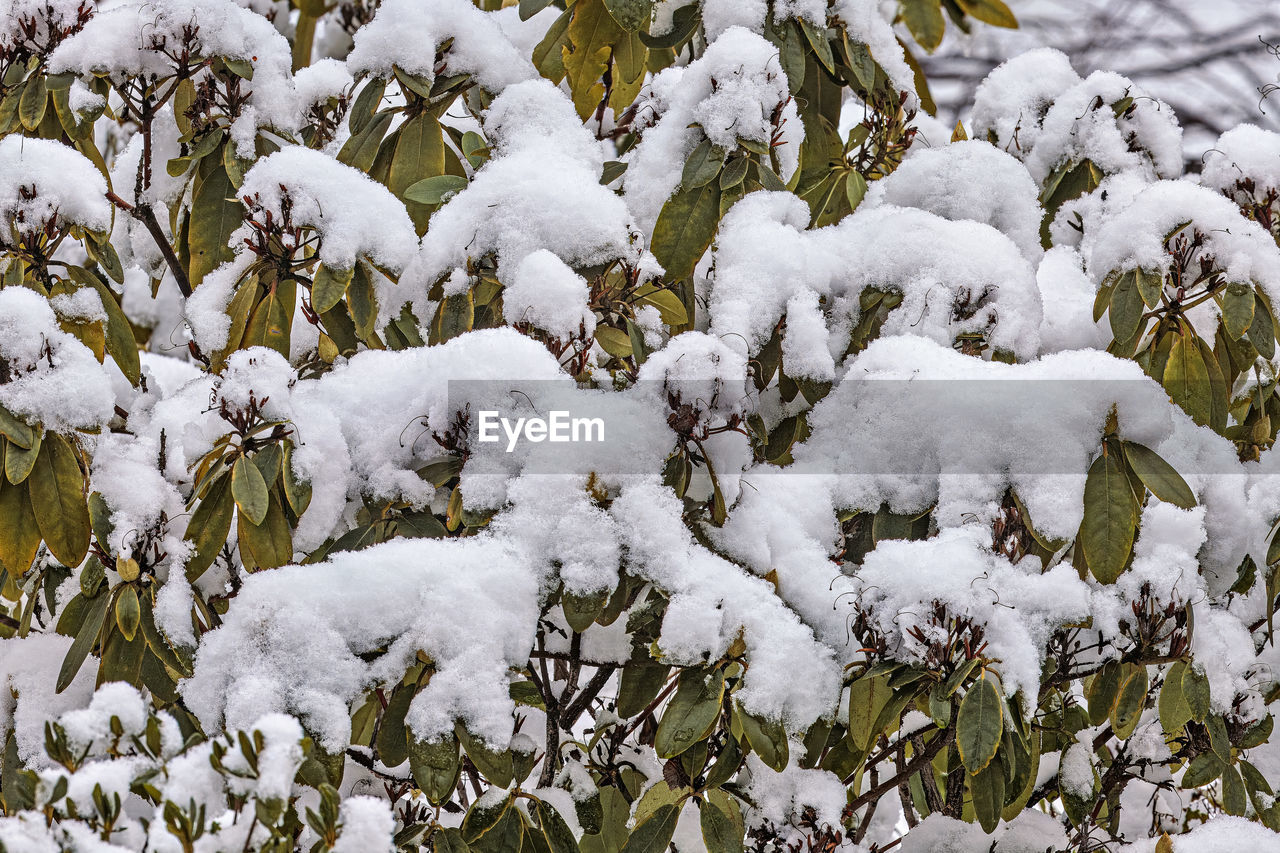 close-up of snow