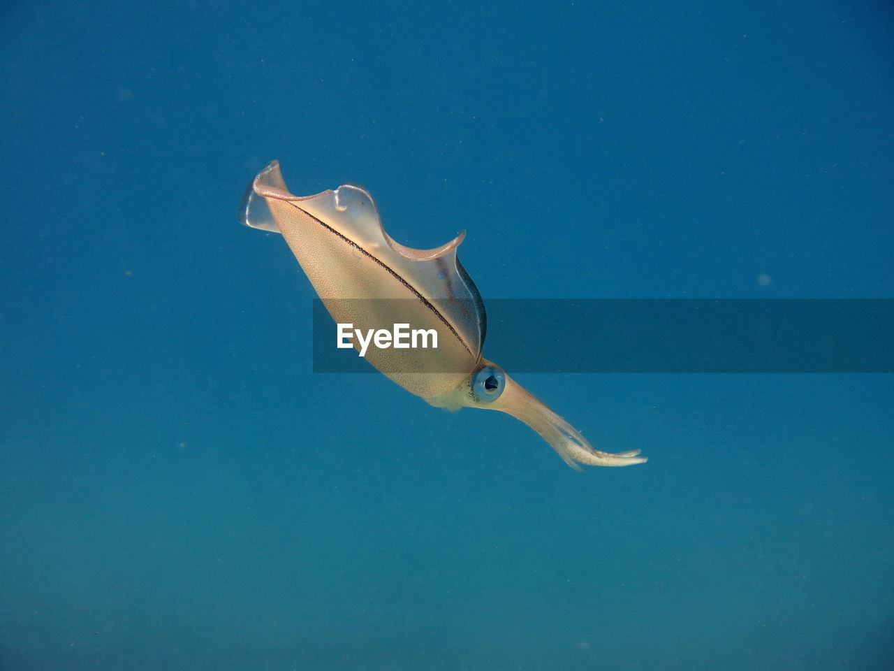 low angle view of fish in sea