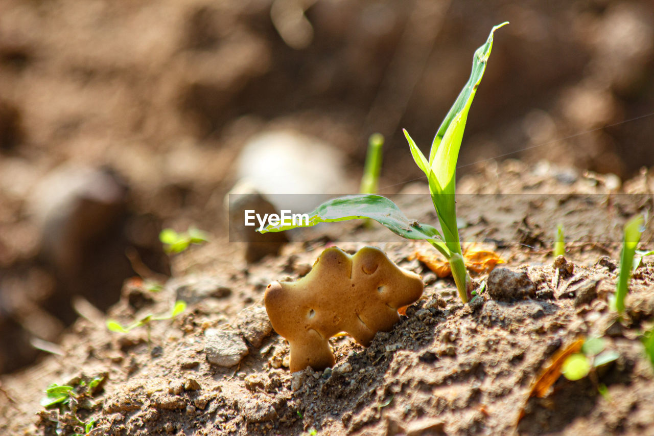 CLOSE-UP OF SMALL PLANT