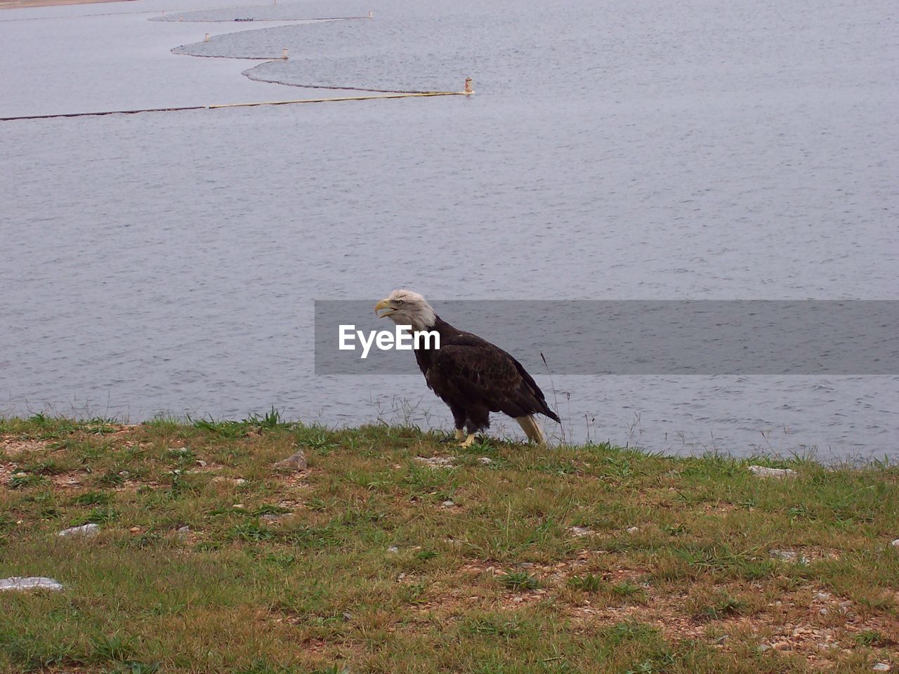 Alert bald eagle looking away on coastline 