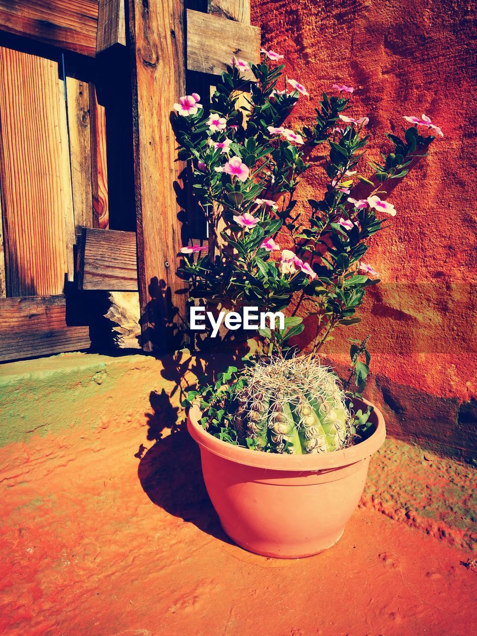 CLOSE-UP OF POTTED PLANT IN POT