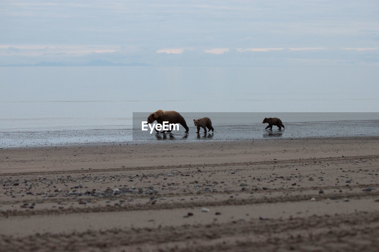 Bears walking on shore at beach against sky