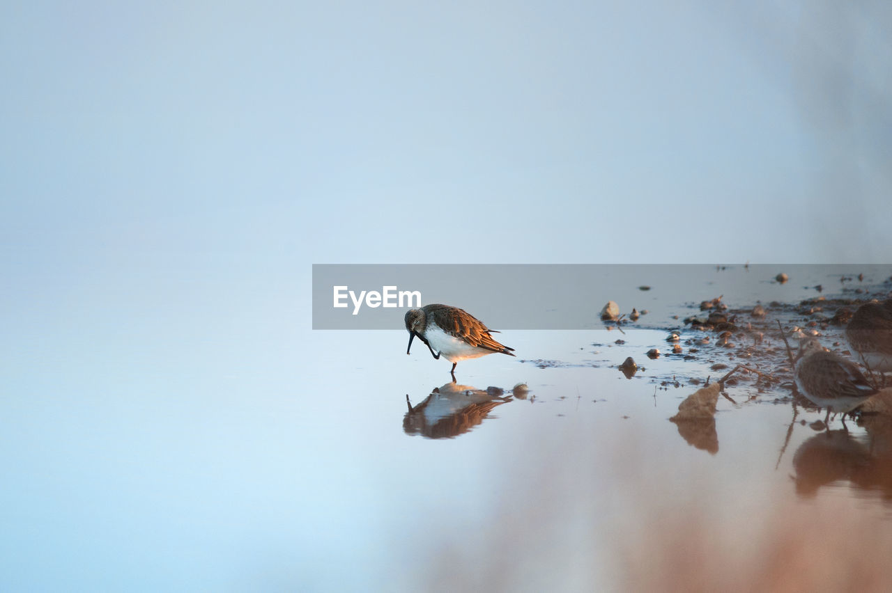 Birds on a lake