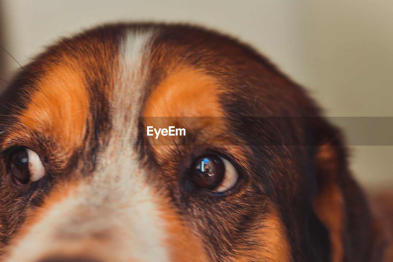 Close-up portrait of a dog