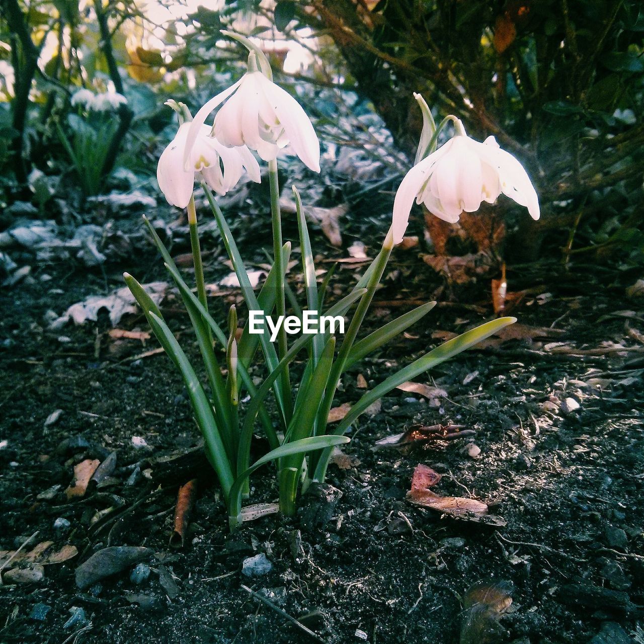 Close-up of flowers growing on ground