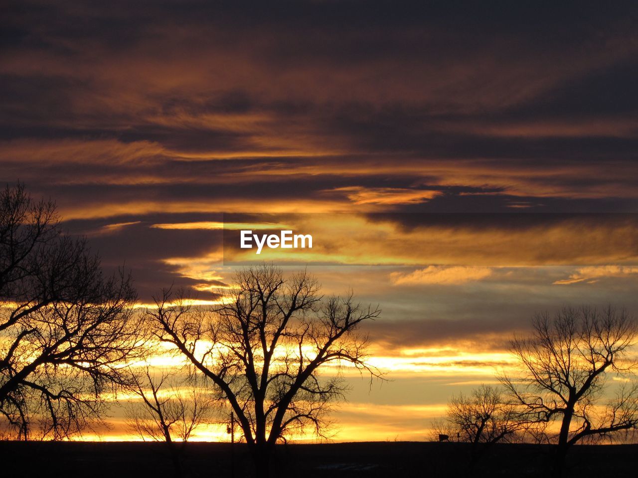 Bare trees against cloudy sky